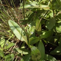 Oldenlandia herbacea (L.) Roxb.